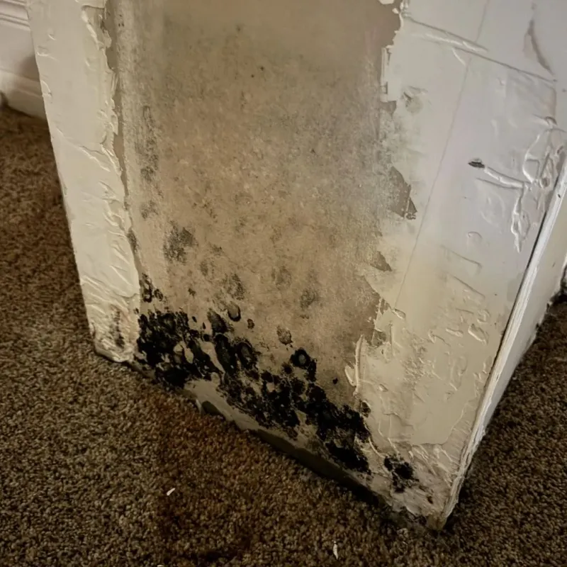 Professional Mold Removal in Garden City, SC